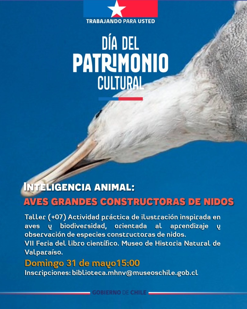 ✨ Taller de ilustración “Inteligencia animal: aves grandes constructoras de nidos